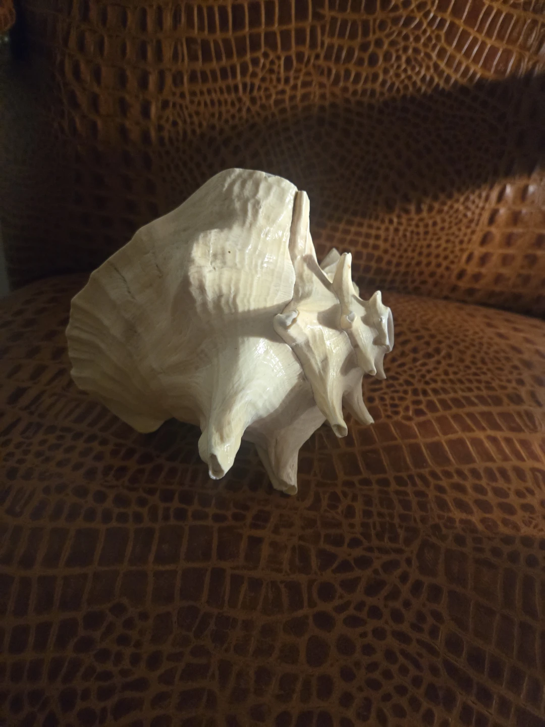 Large Natural Conch Shell - photo 3