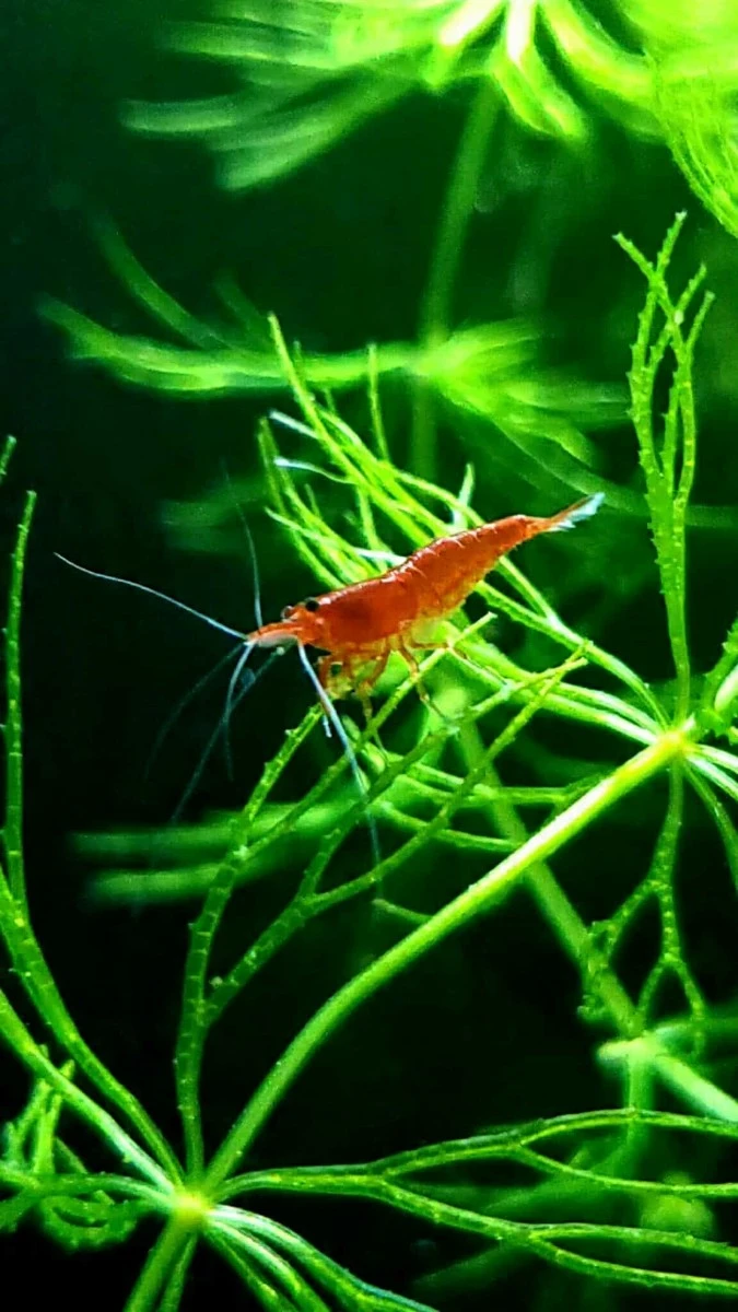 Hornwort aquarium plant