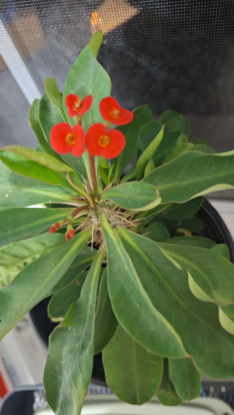 Crown of Thorns Houseplant - photo 2