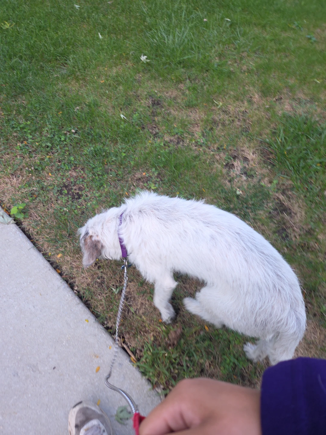 Local Dog walking services