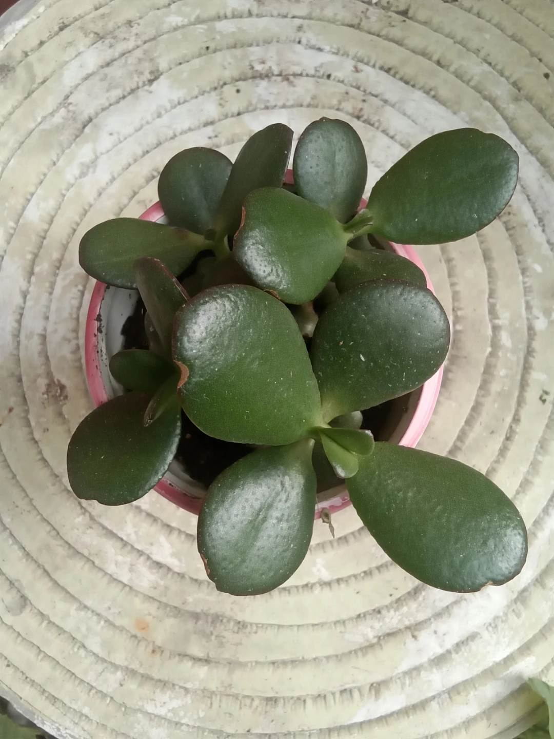 Jade Plant in Watermelon Pattern 3.5" Pot - photo 2