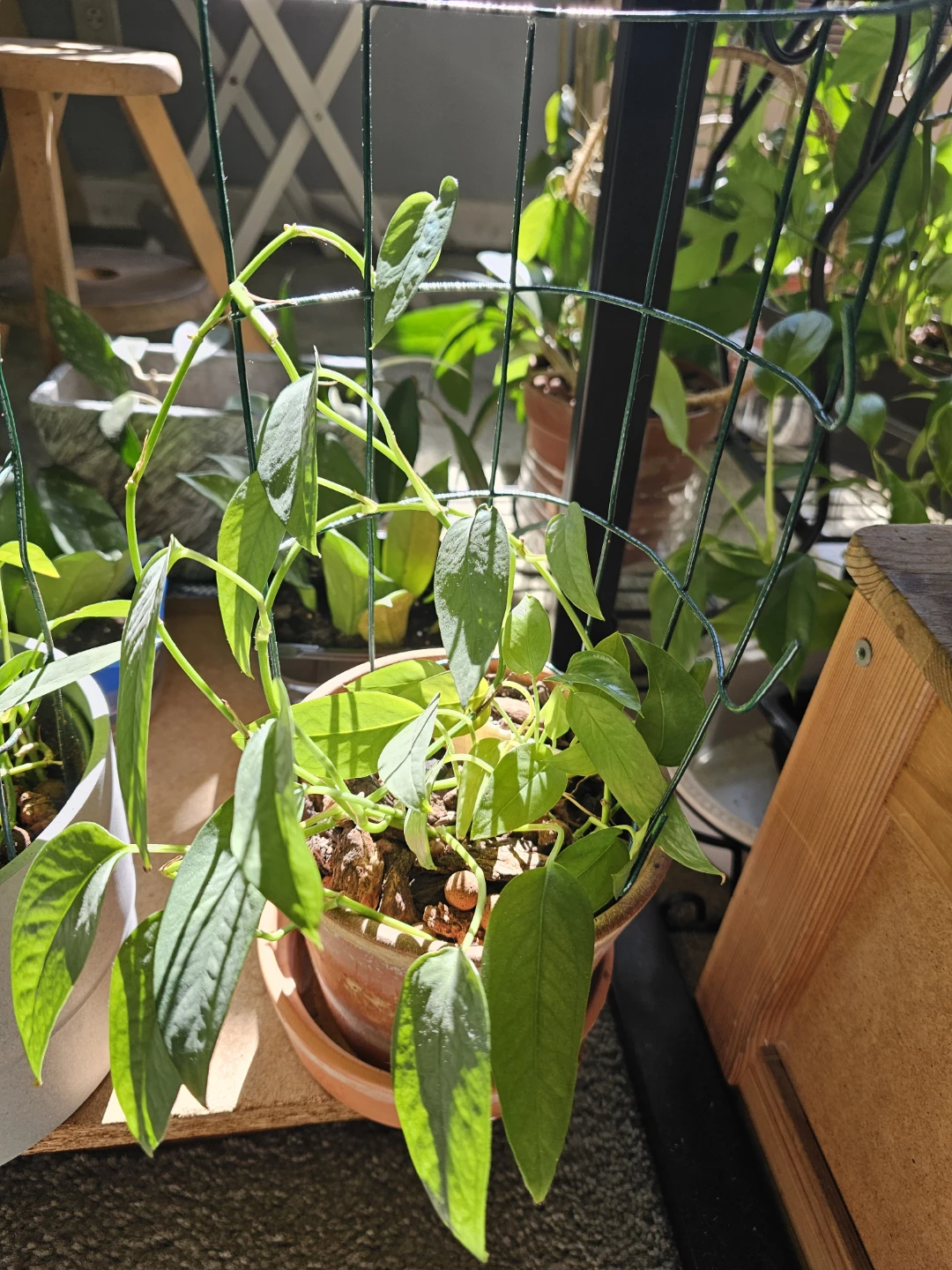 Philodendron cebu blue with Trellis