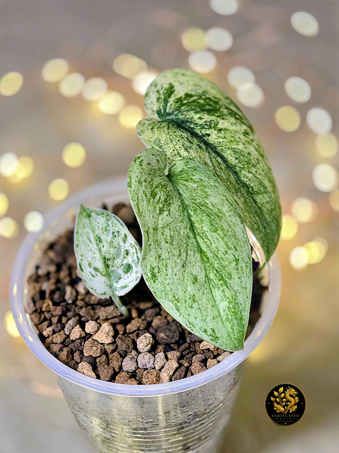 Scindapsus pictus Halimoon "Illuminated Manuscript" - photo 5