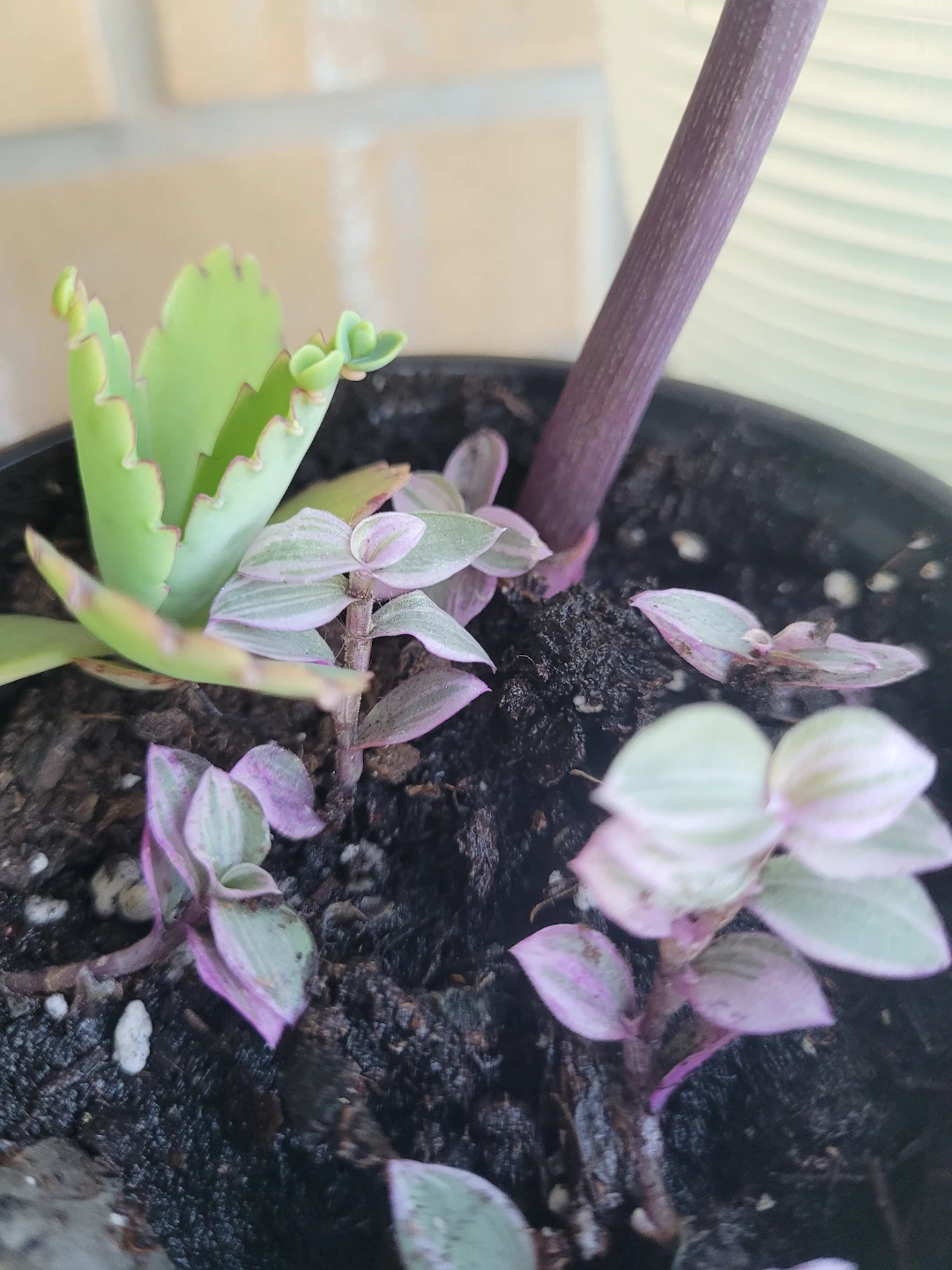 Set of two small potted plants - photo 3