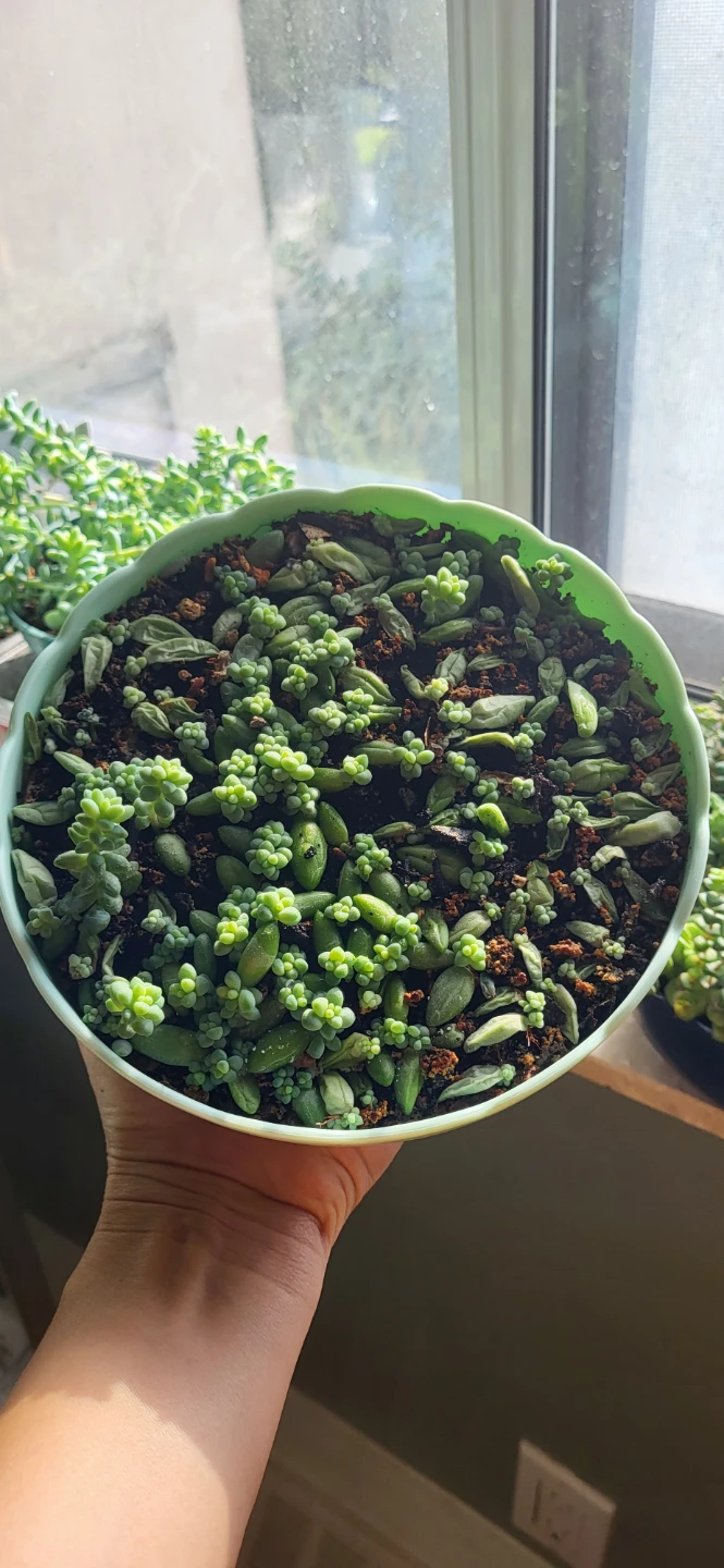 Burro's Tails in beautiful plastic pot - photo 5
