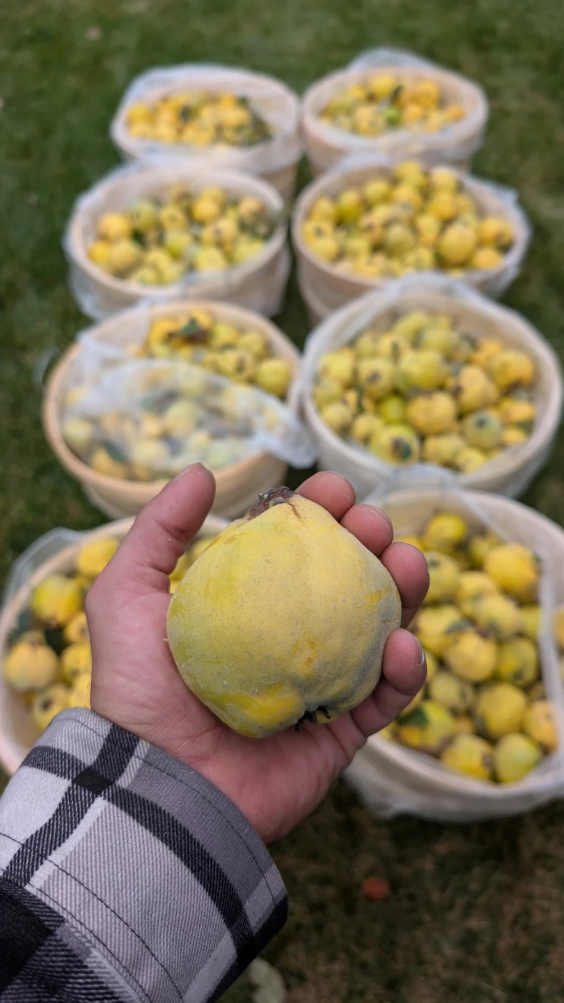 Fresh Quinces
