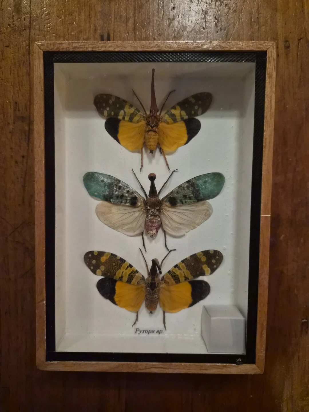 Pyrops sp. insect display shadow box