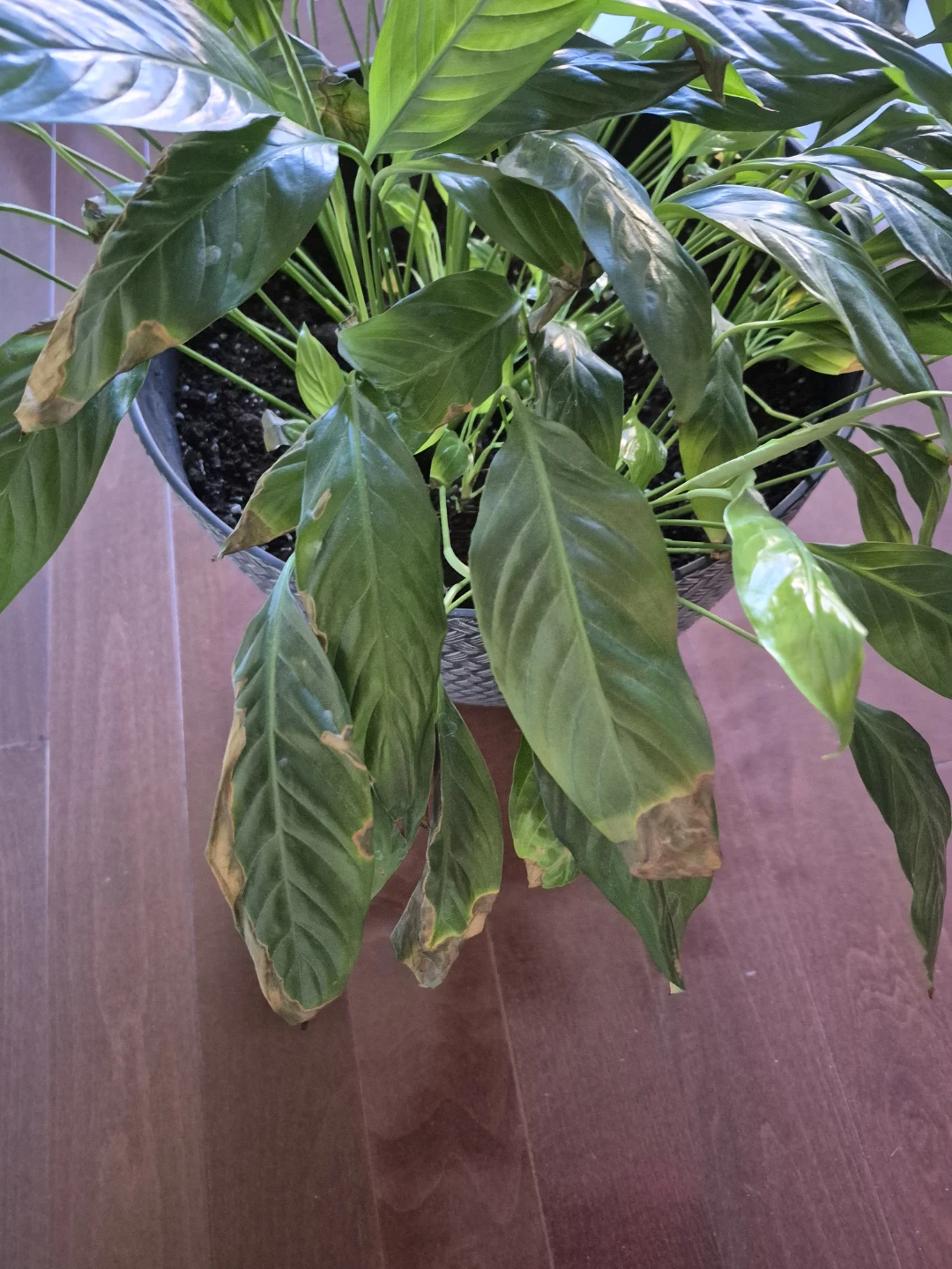 Large Peace Lily Plant with Decorative Pot - photo 3