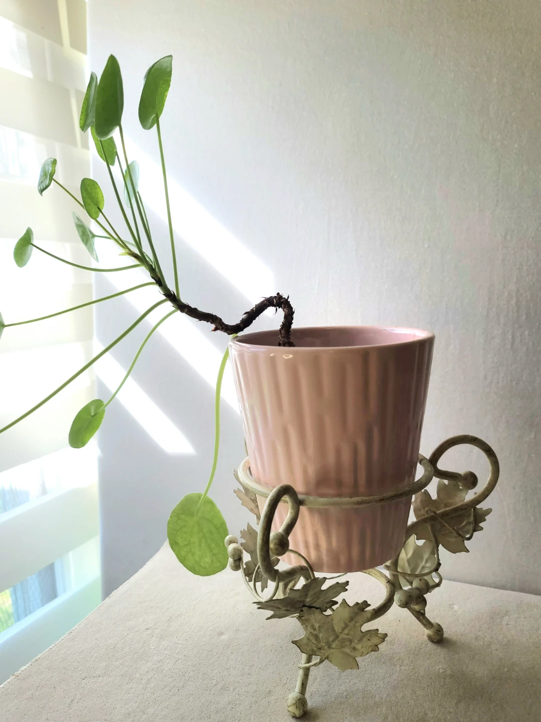 Vintage  Iron Grapevine Plant Stand with Money Plant & Pot - photo 3