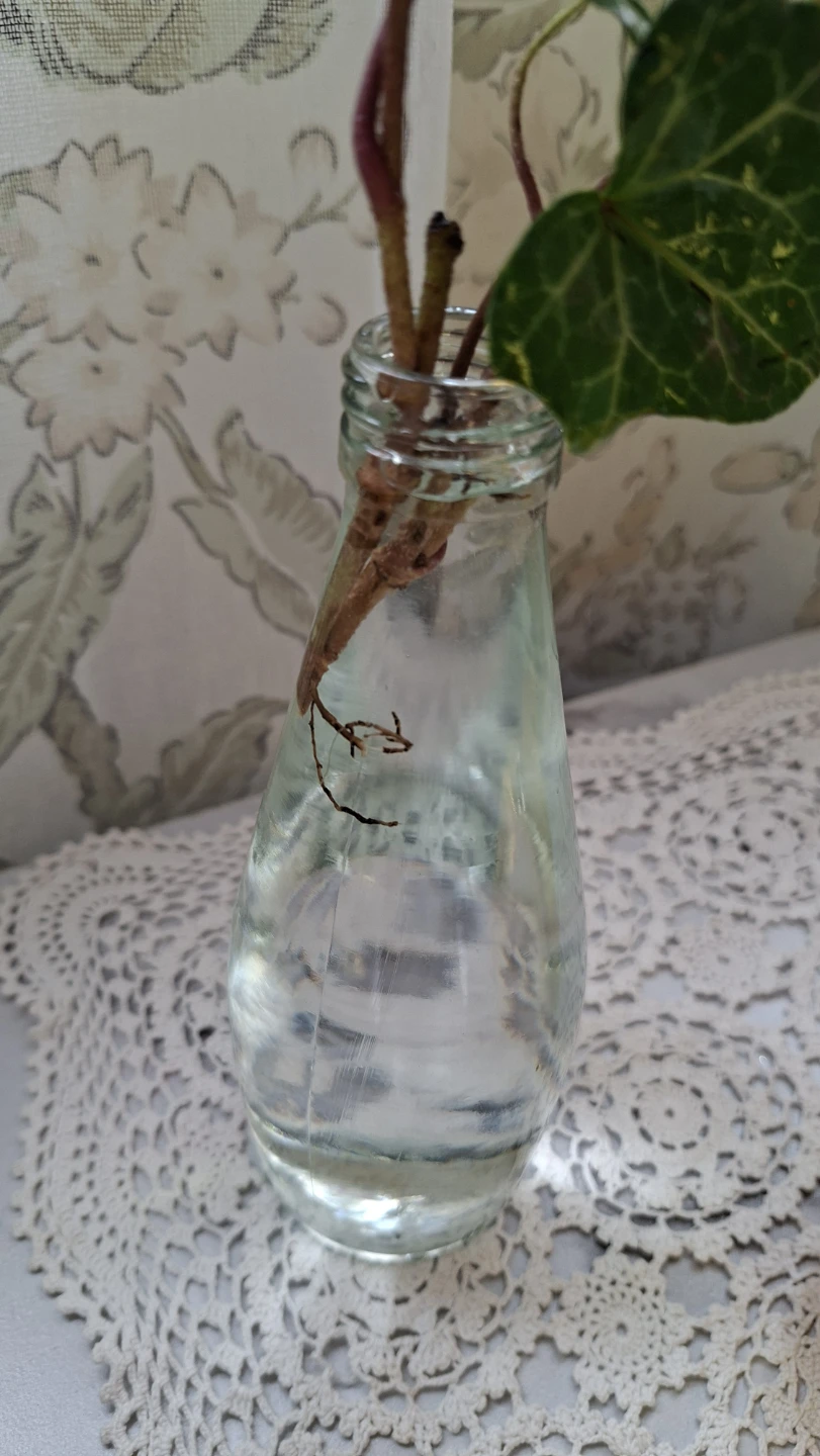 Small Clear Glass Bud Vase with Ivy Plant - photo 3