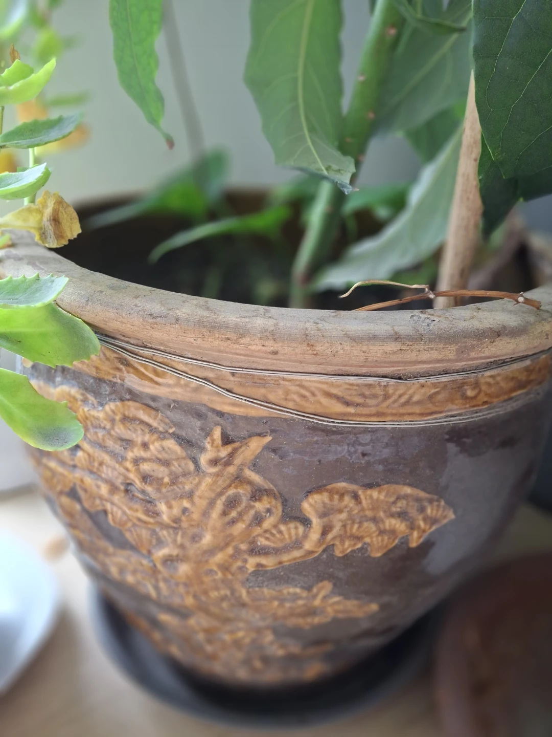 Avocado plant in decorative ceramic pot - photo 3