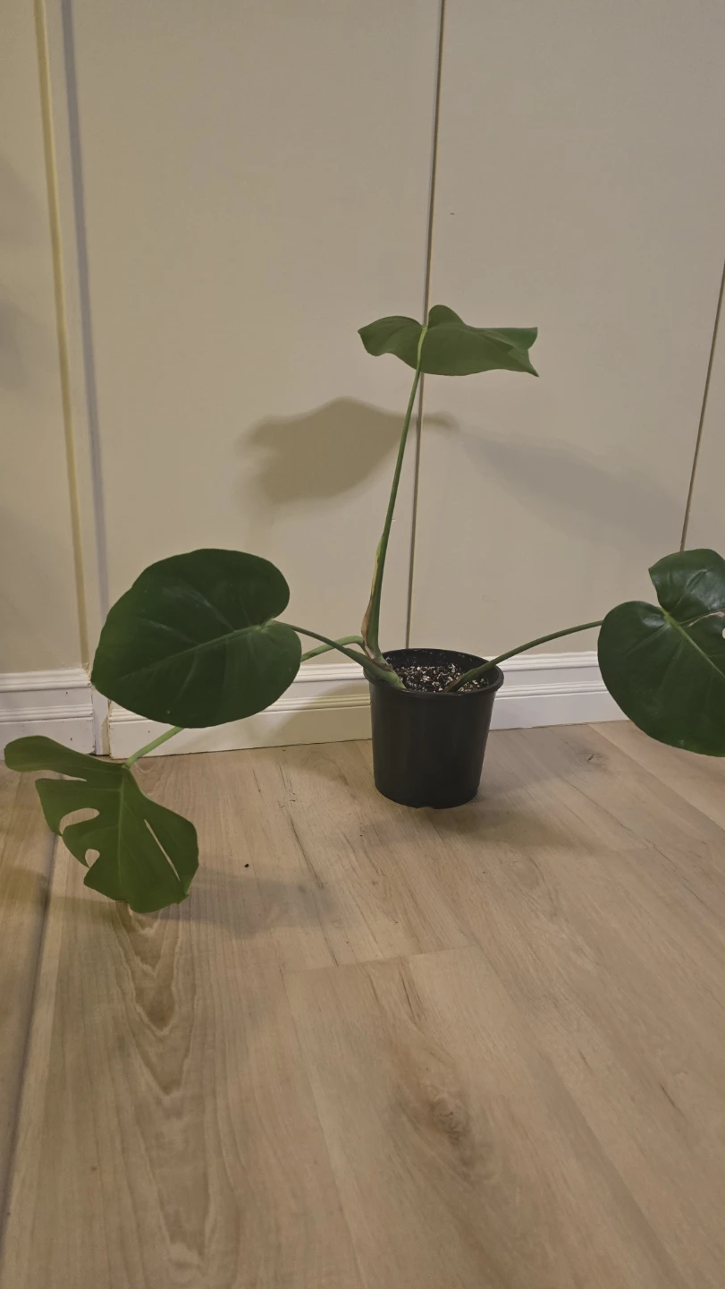 Medium Monstera Deliciosa - Well-Rooted! - photo 2