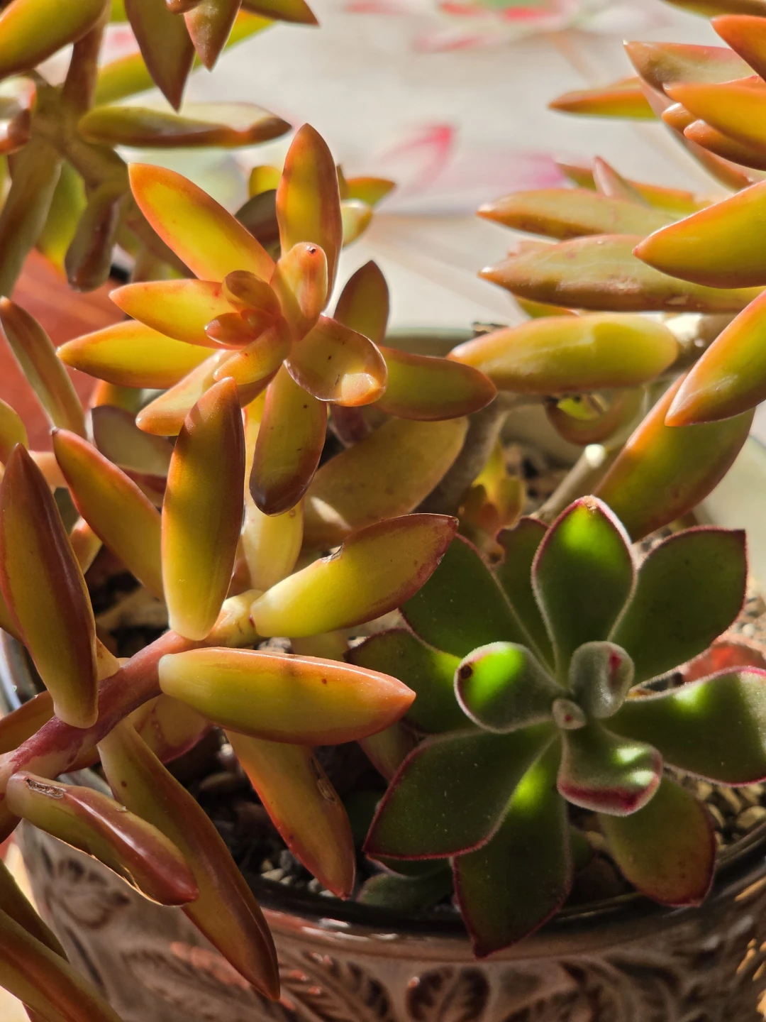 Succulent plants in decorative pot