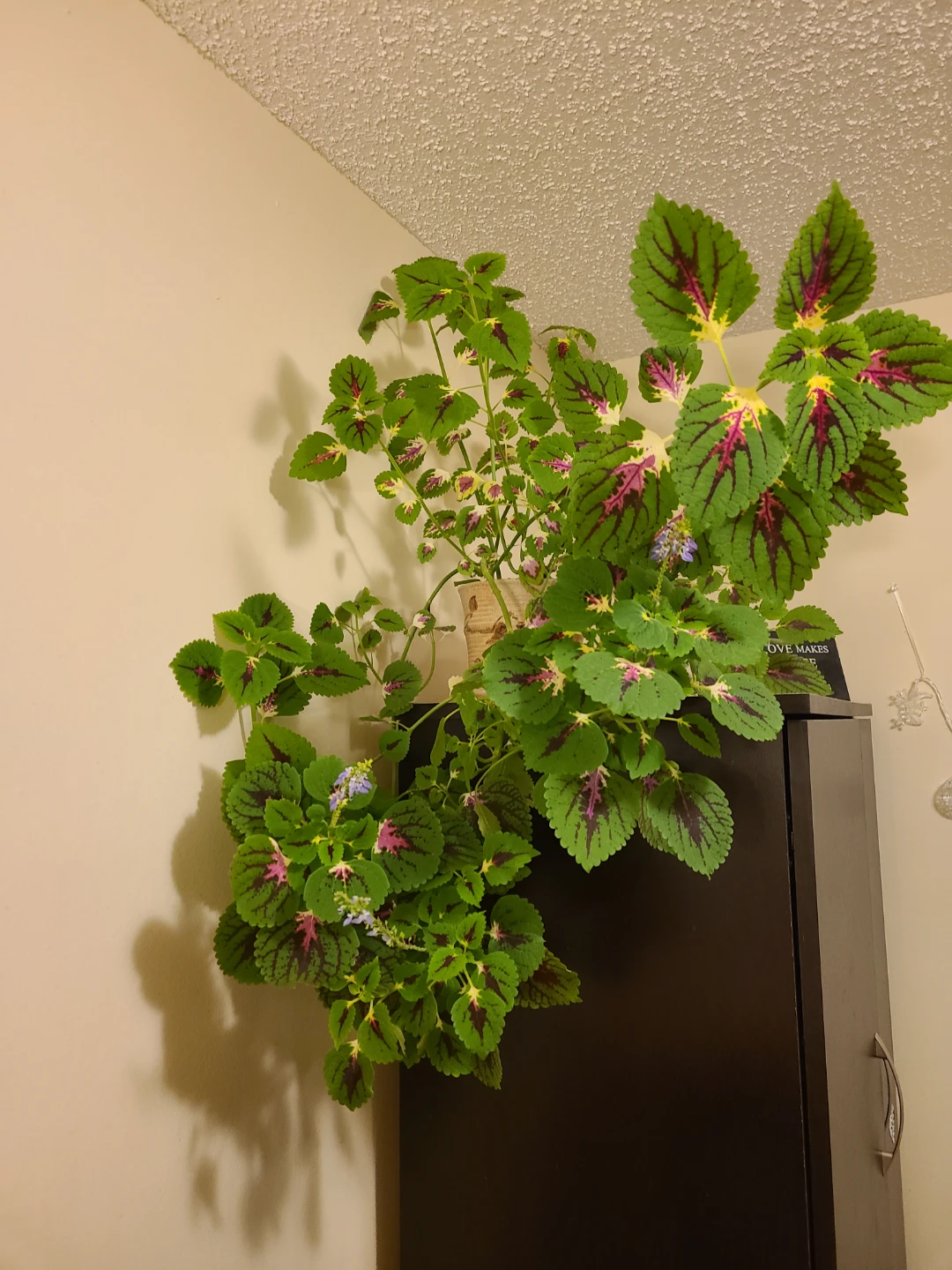 Large Coleus Houseplant - photo 4