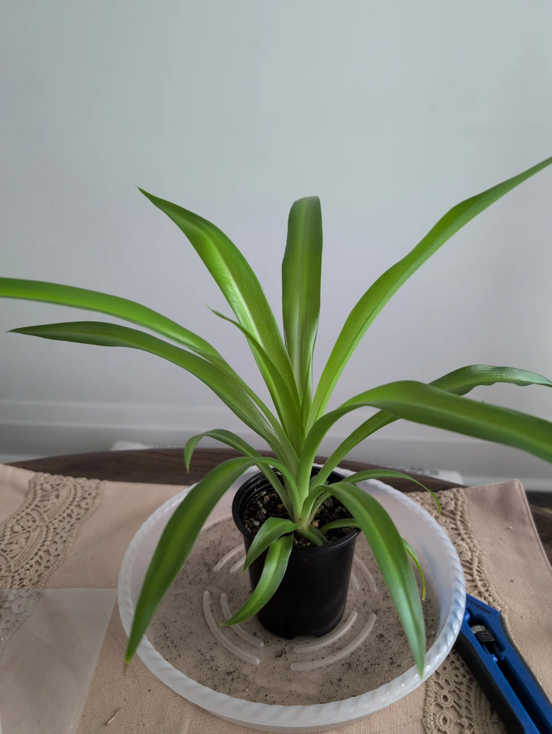Spider plant C