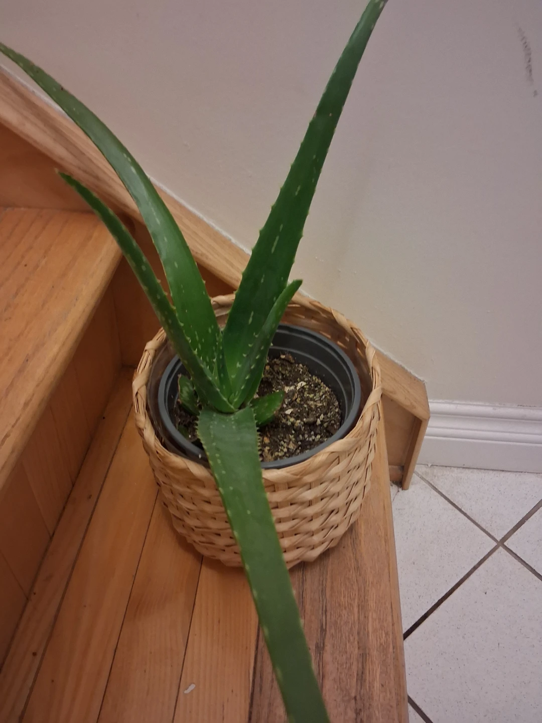 Aloe Vera Plant - photo 2