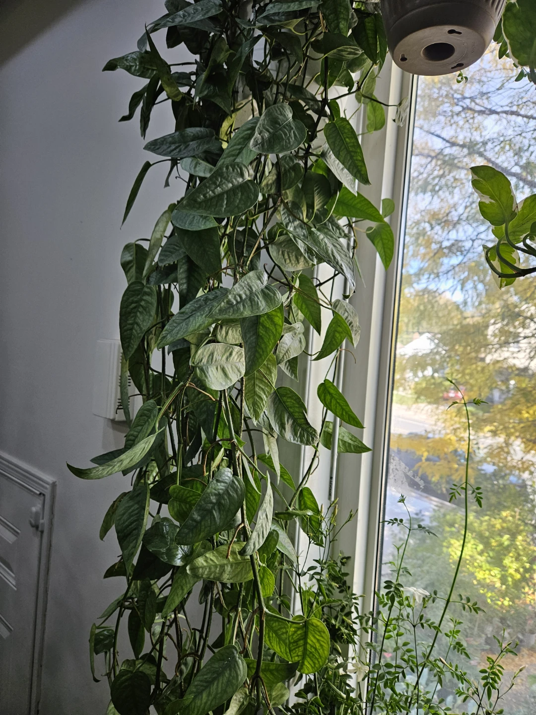 Cebu Blue Pothos Hanging Plant