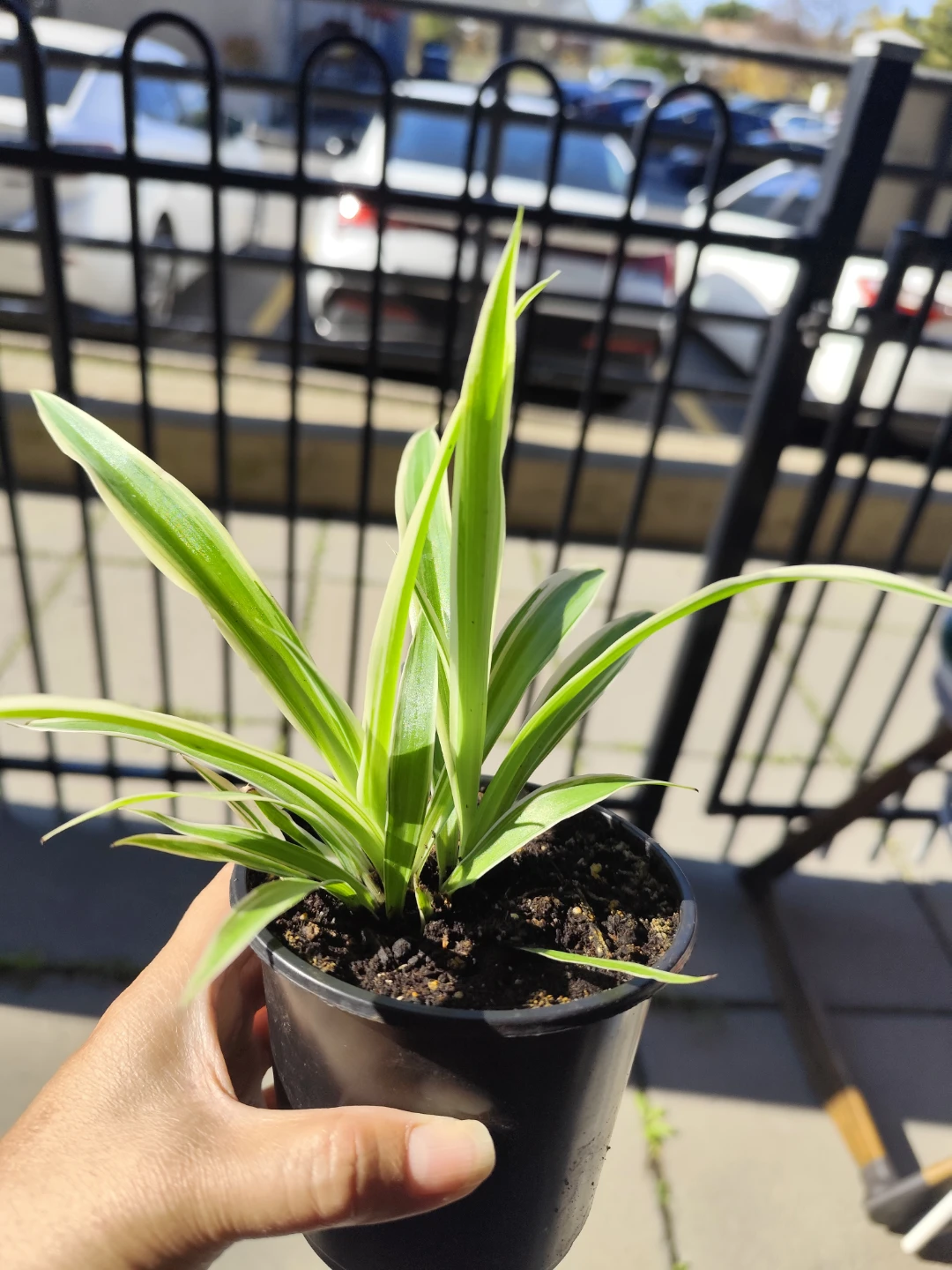 Variegated Spider Plant in Pot