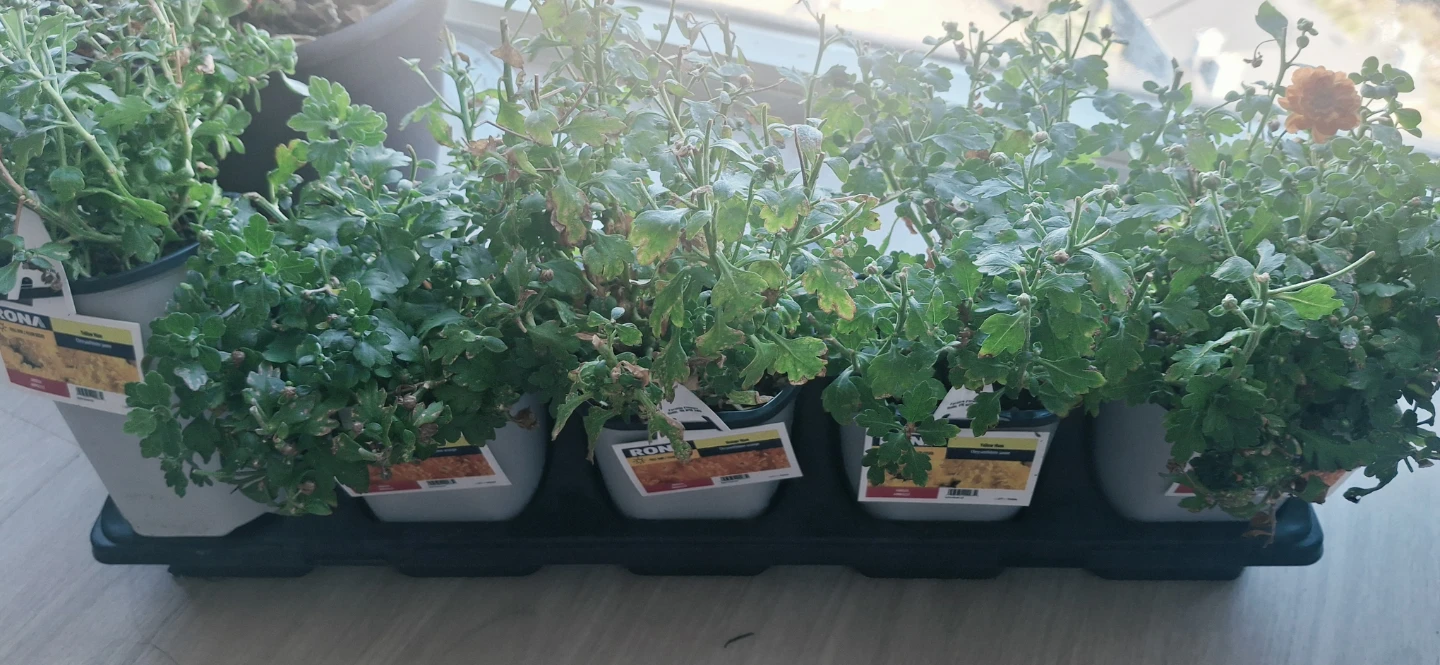 1.5PT Mum Plants.. 2 plants for $5
