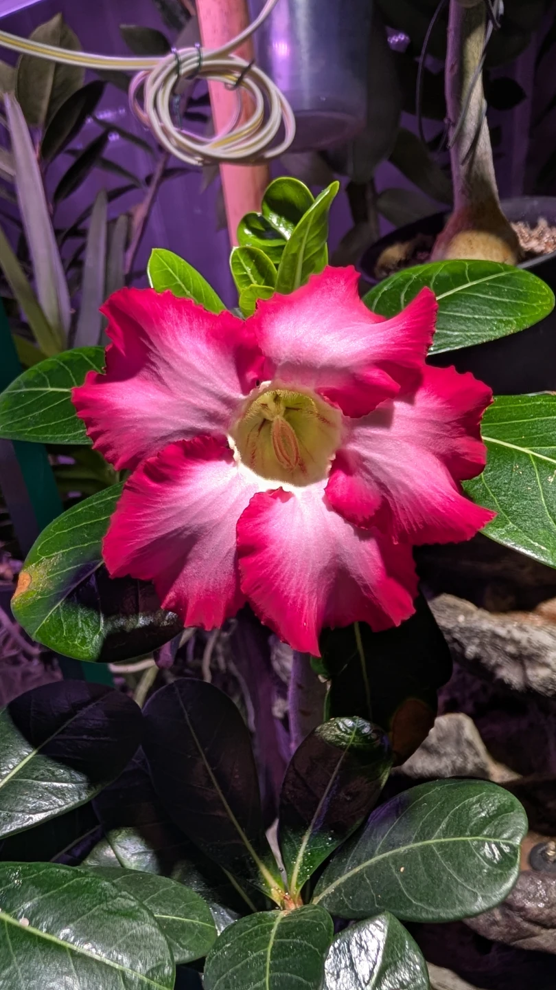 Adenium obesum desert rose succulent