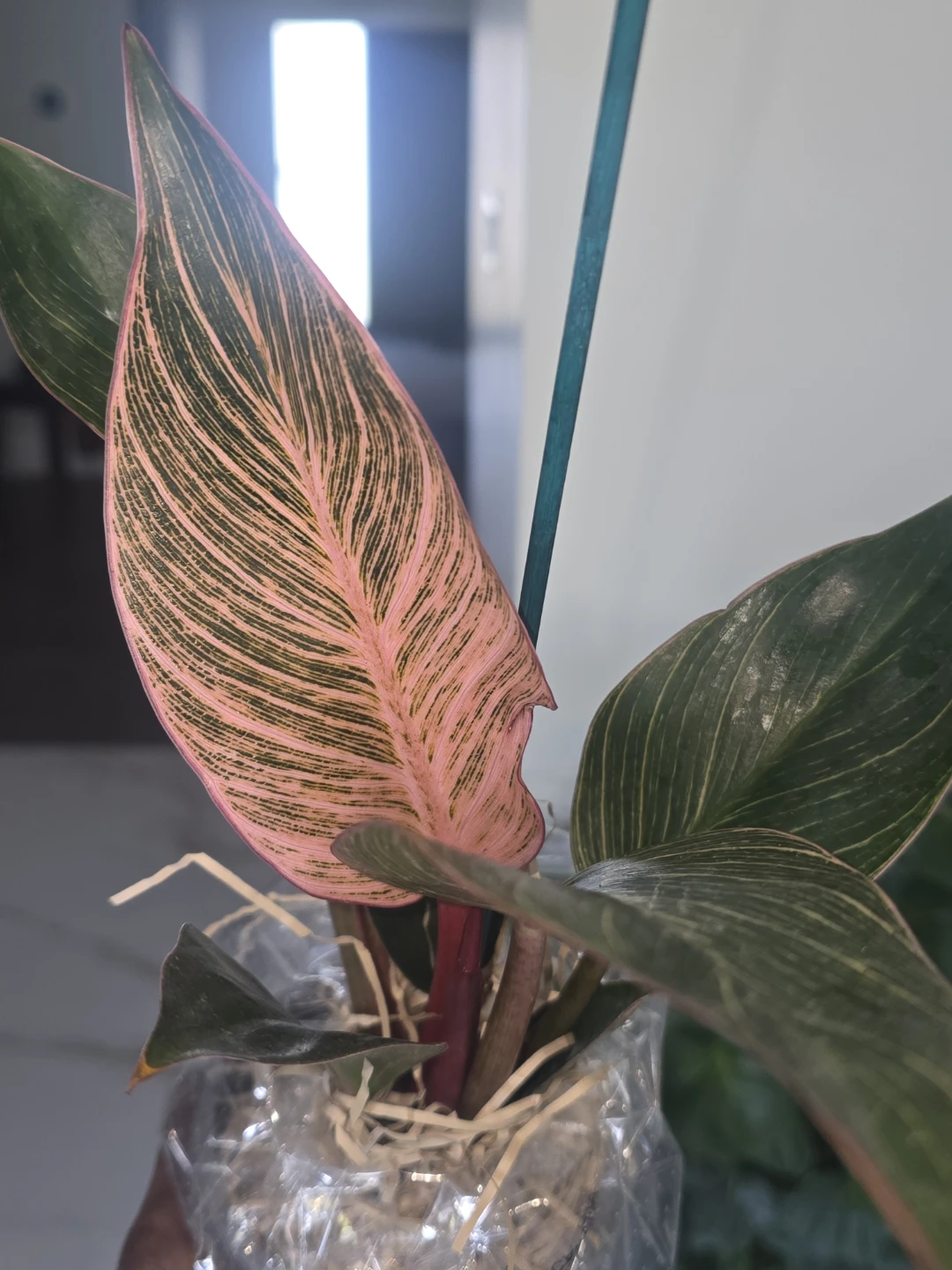 Philodendron Pink birkin - photo 3