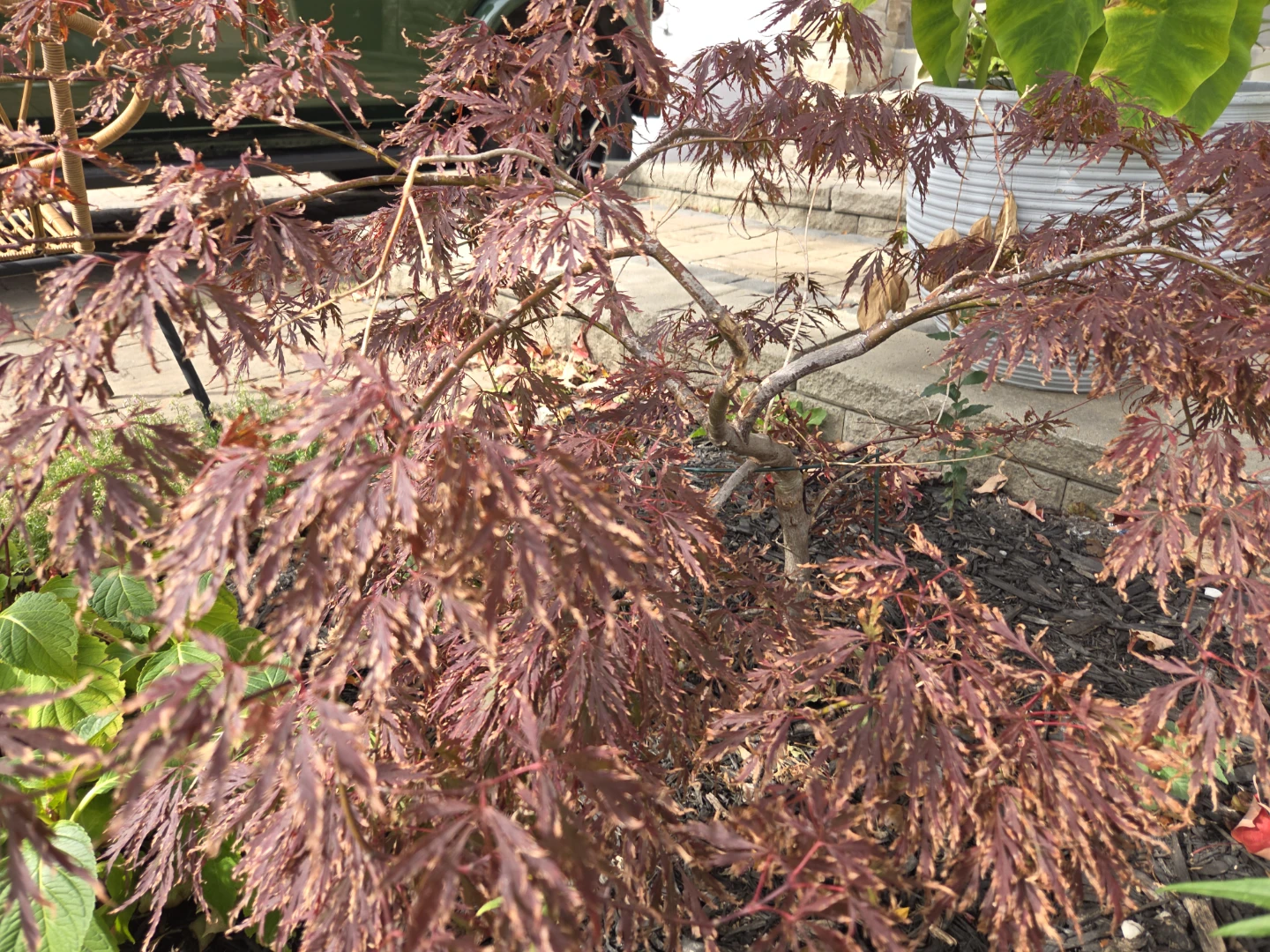 Red Japanese Maple Tree