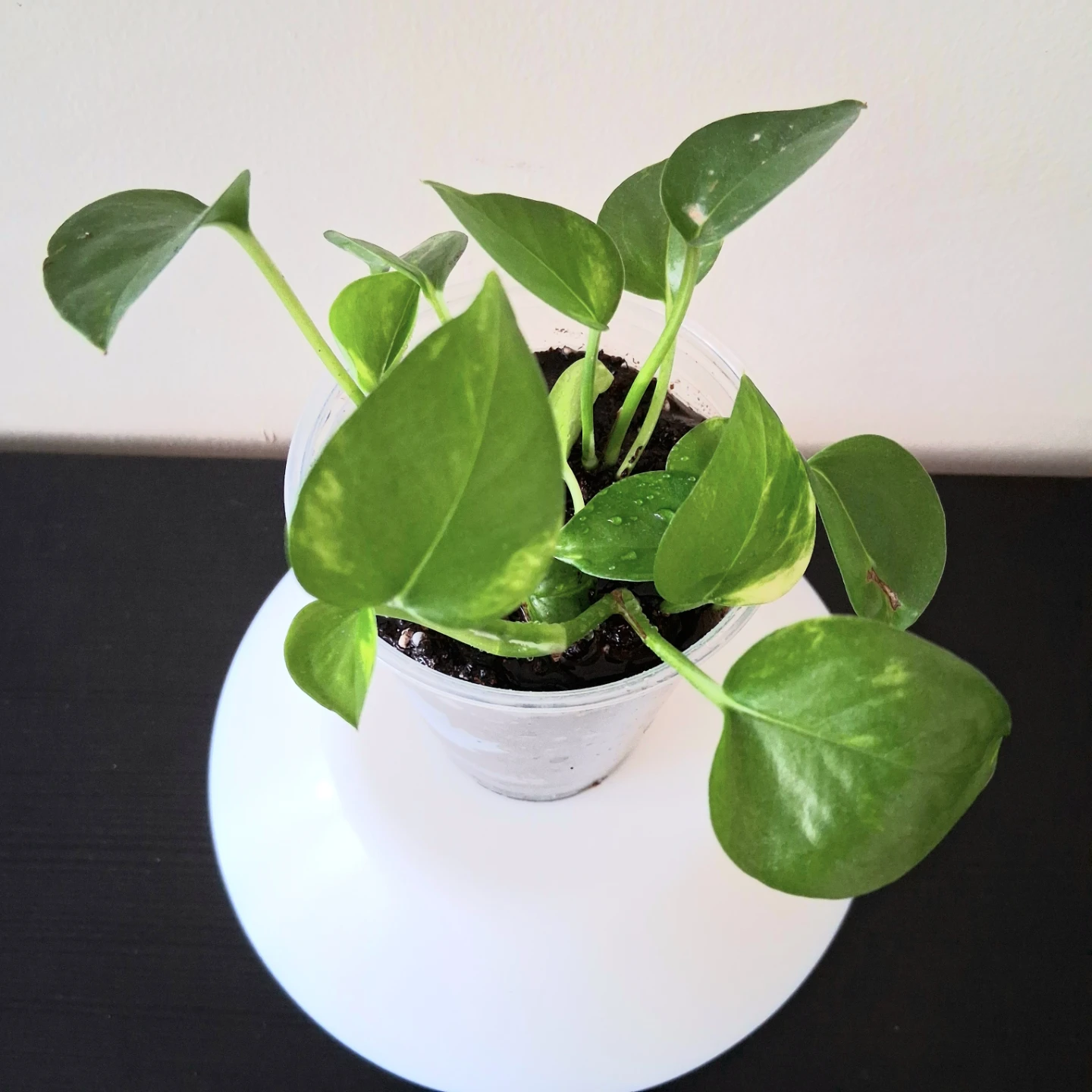 🌱 Golden Pothos 🌻 - photo 2