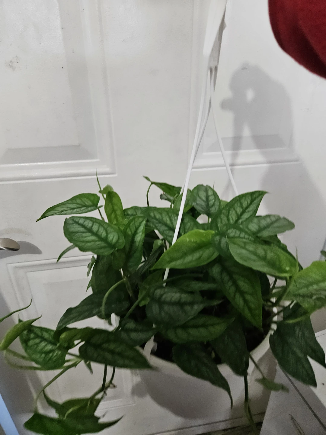Monstera Siltepecana Hanging Plant