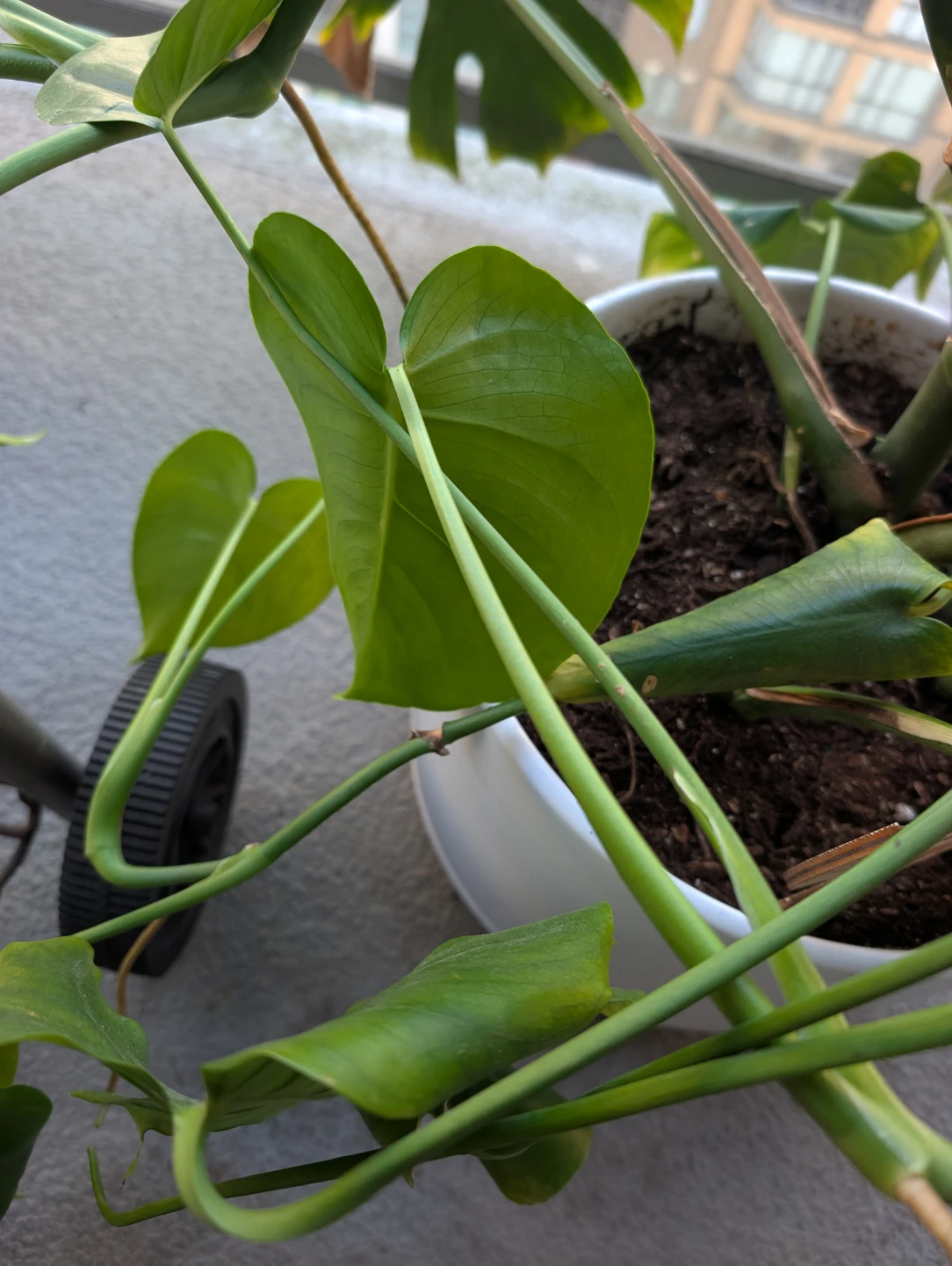 Monstera Deliciosa Plant in White Pot