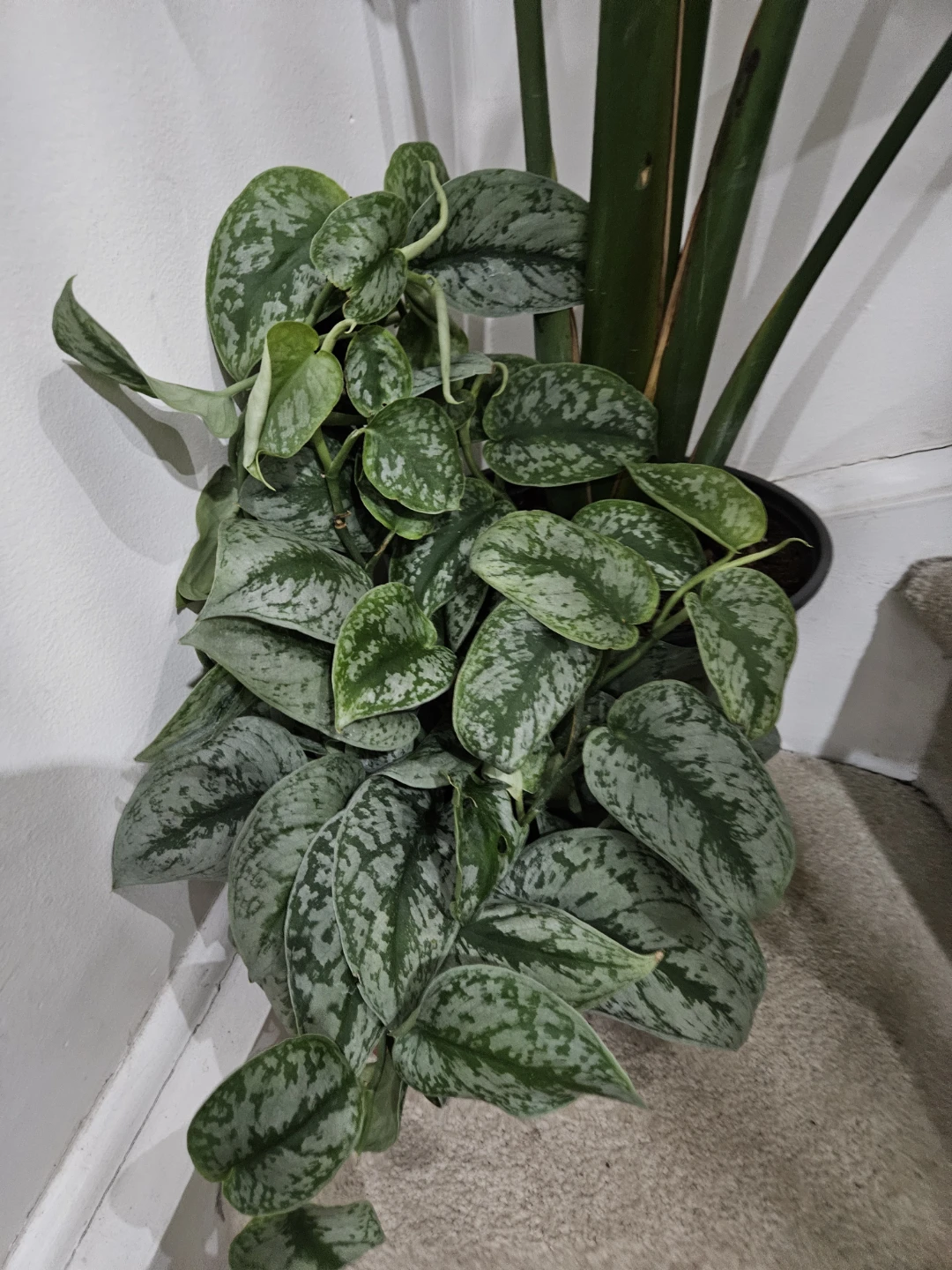 Satin Pothos Houseplant - photo 2