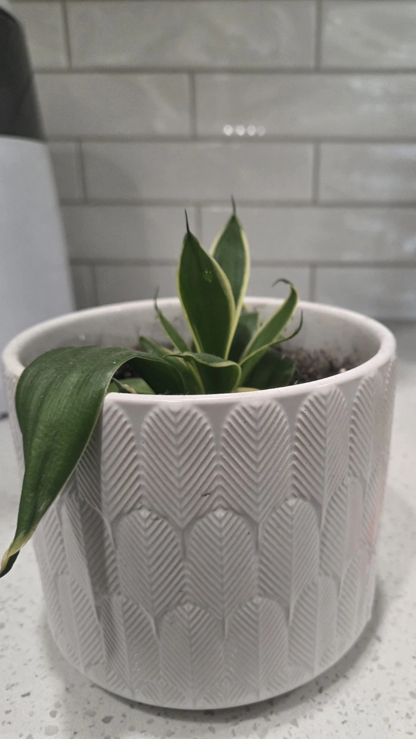 Two Small Snake Plants in Decorative Pots - photo 3