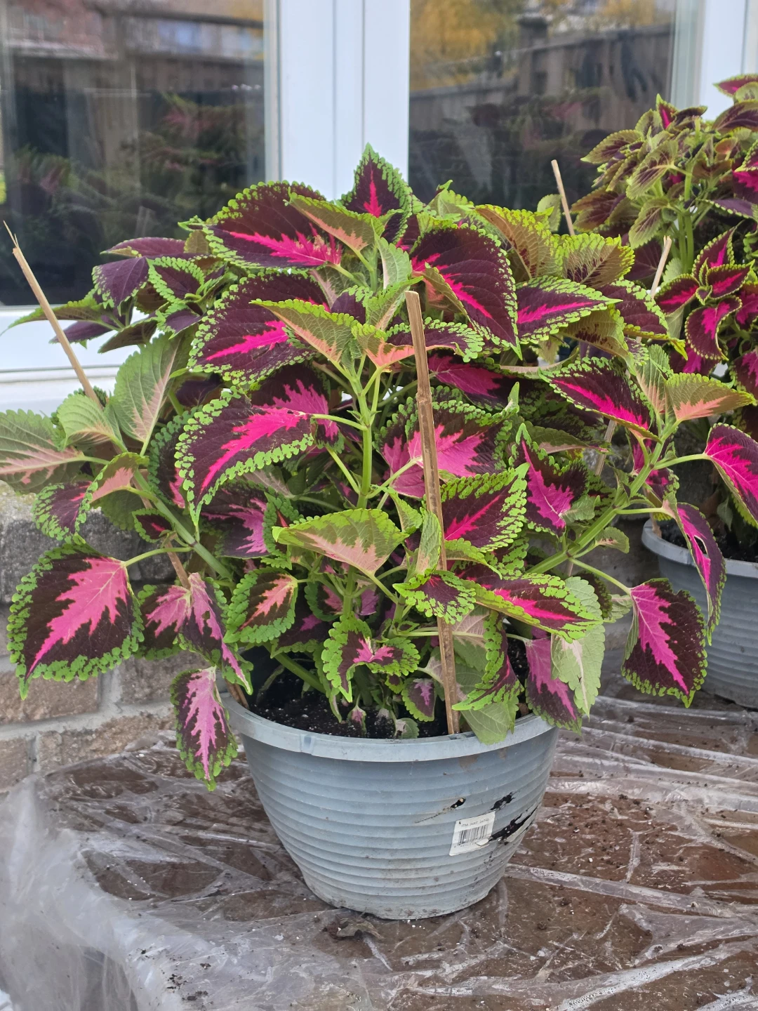 Coleus Plants