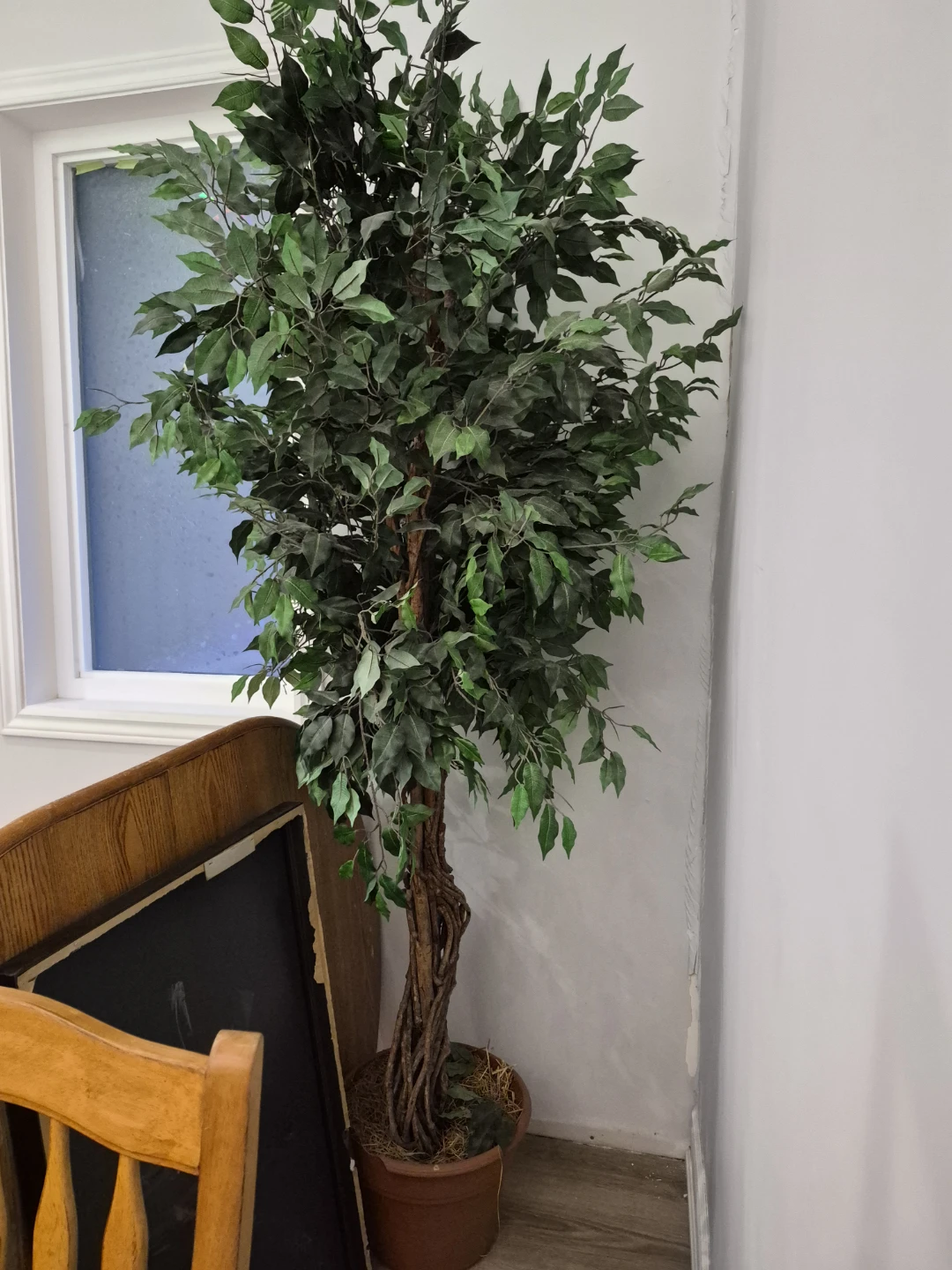 2 Large artificial ficus trees - photo 2