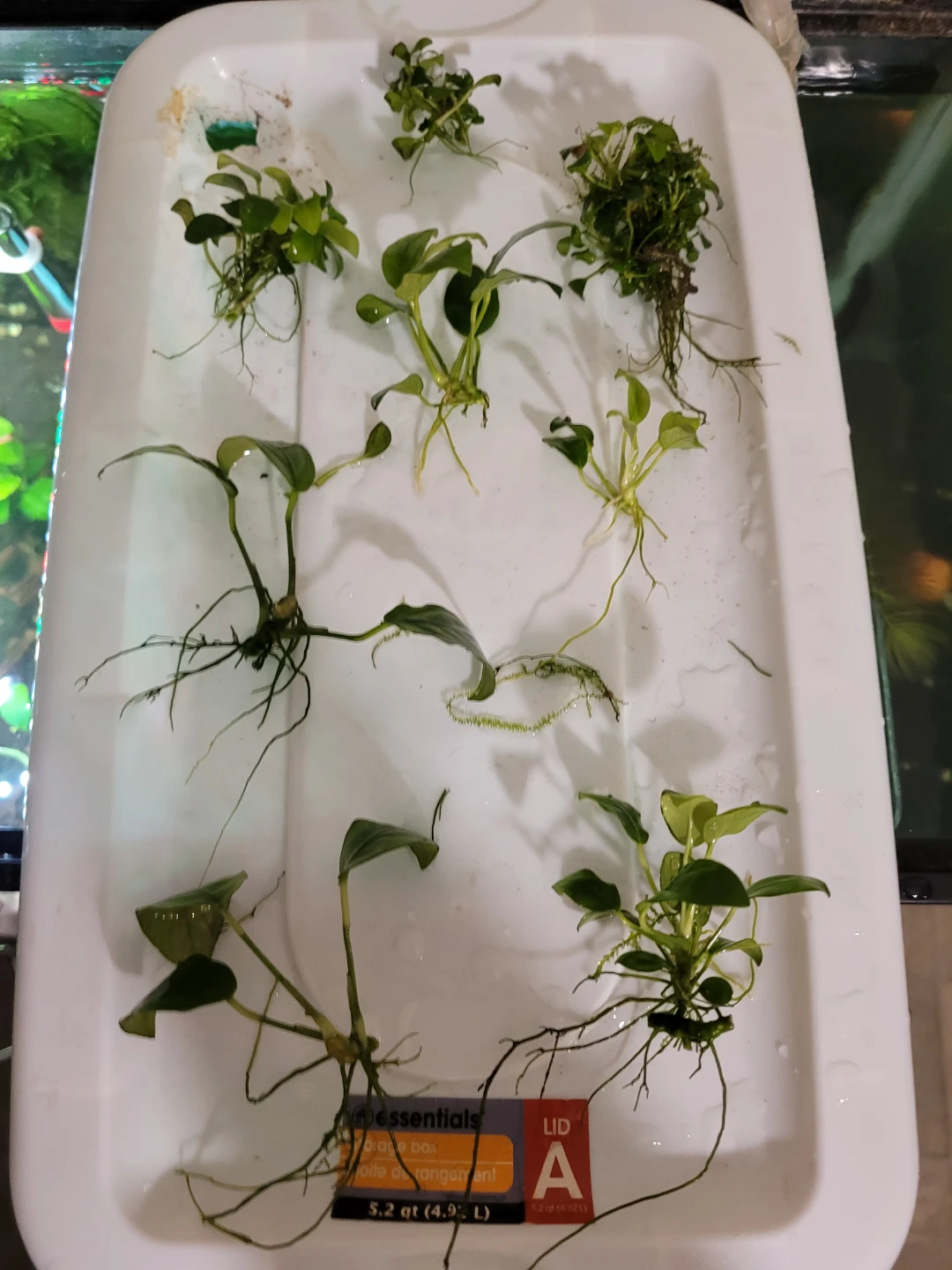 Anubias Aquarium Plant Cuttings