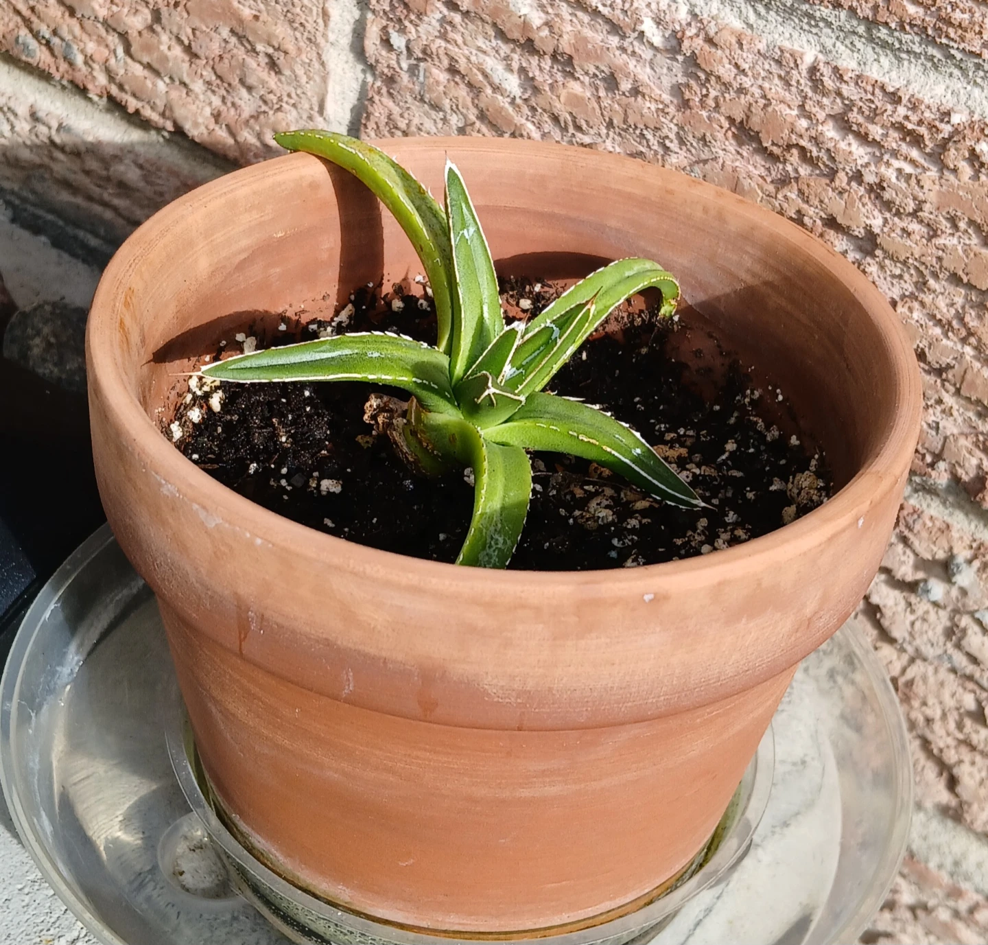 Agave Victoriae-Reginae pup plant - photo 2