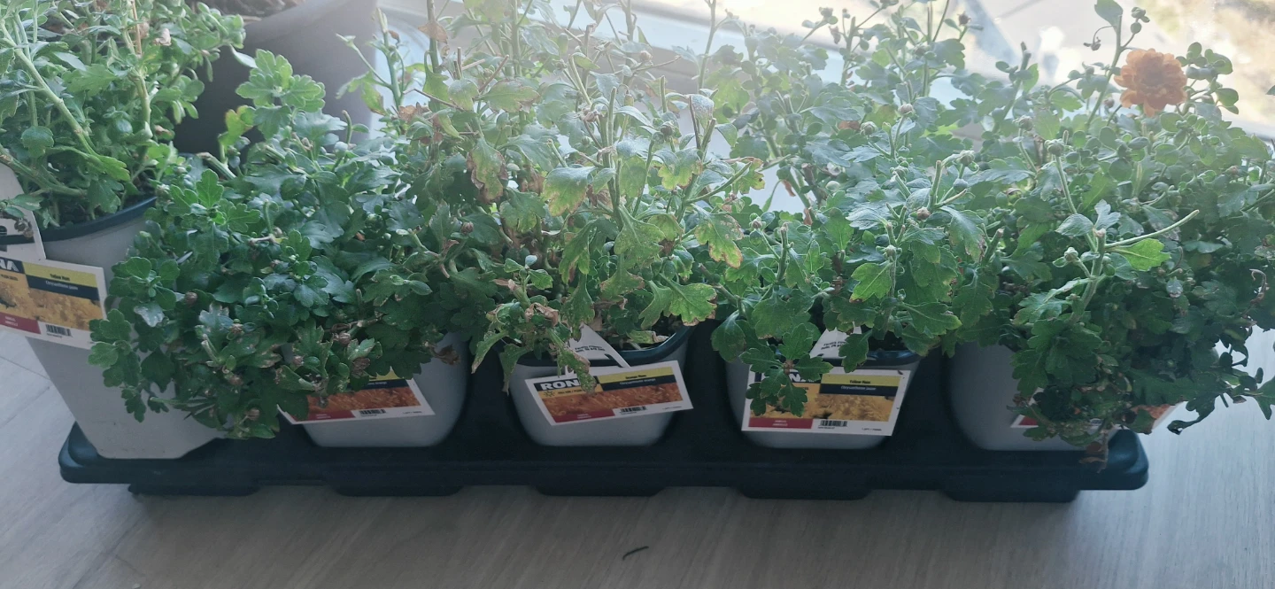 1.5PT Mum Plants.. 2 plants for $5 - photo 5