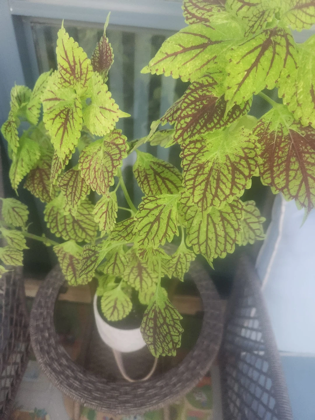 Coleus Plant in a Pot 28 inches