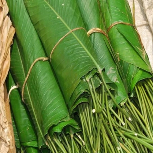 Fresh mio mio leaf - photo 2