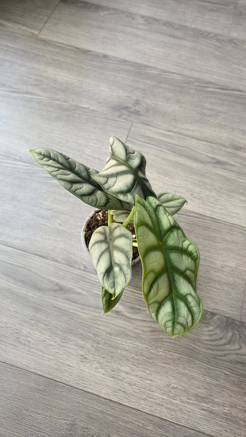 Alocasia Silver Dragon Houseplant - photo 3