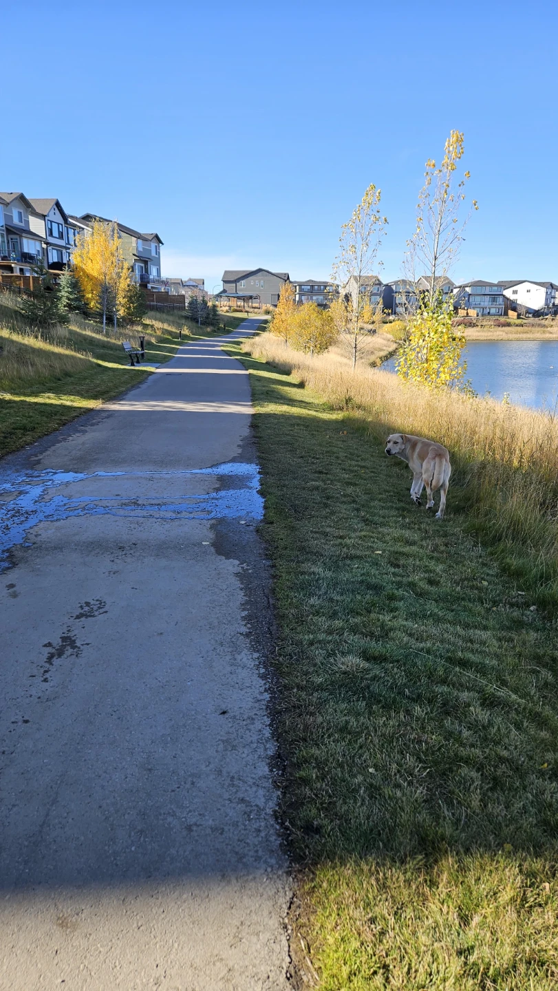 FOUND DOG, last seen around Alpine Park - photo 2