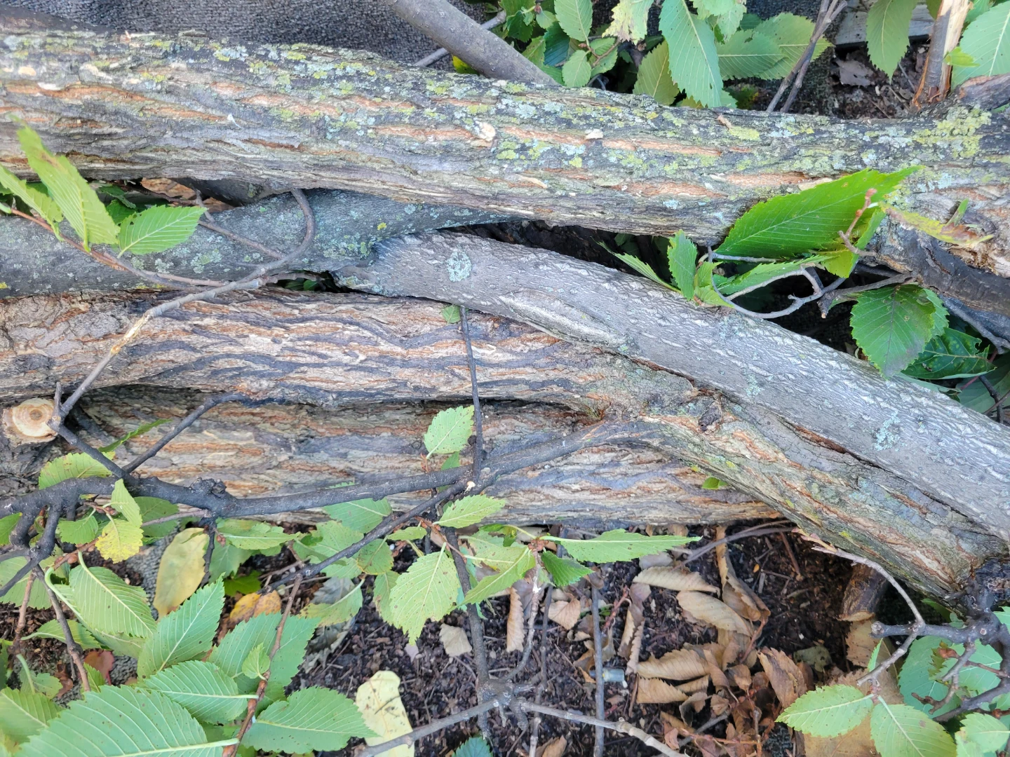 Natural Firewood