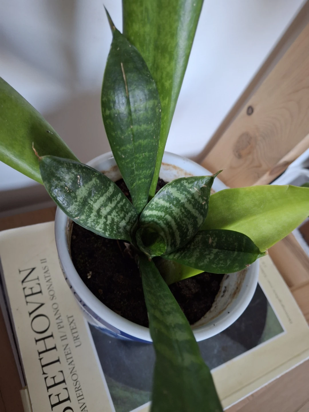 Snake plant in blue and white floral pot - photo 4