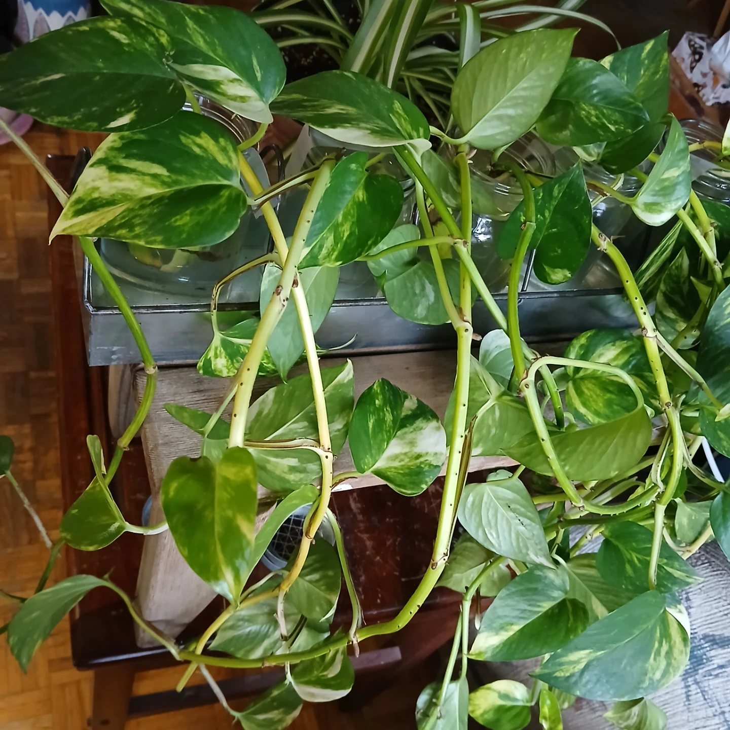 Pothos plant cuttings in propagation station