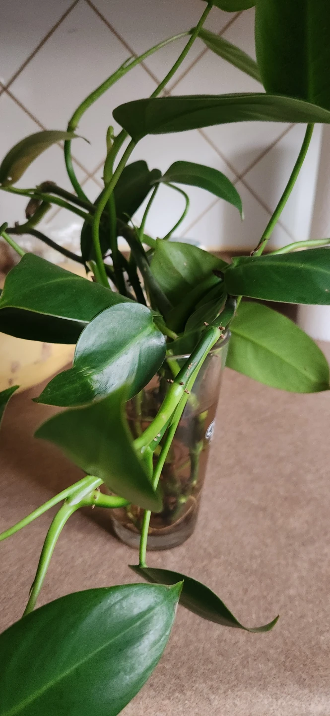 Philodendron Heartleaf Plant Cutting