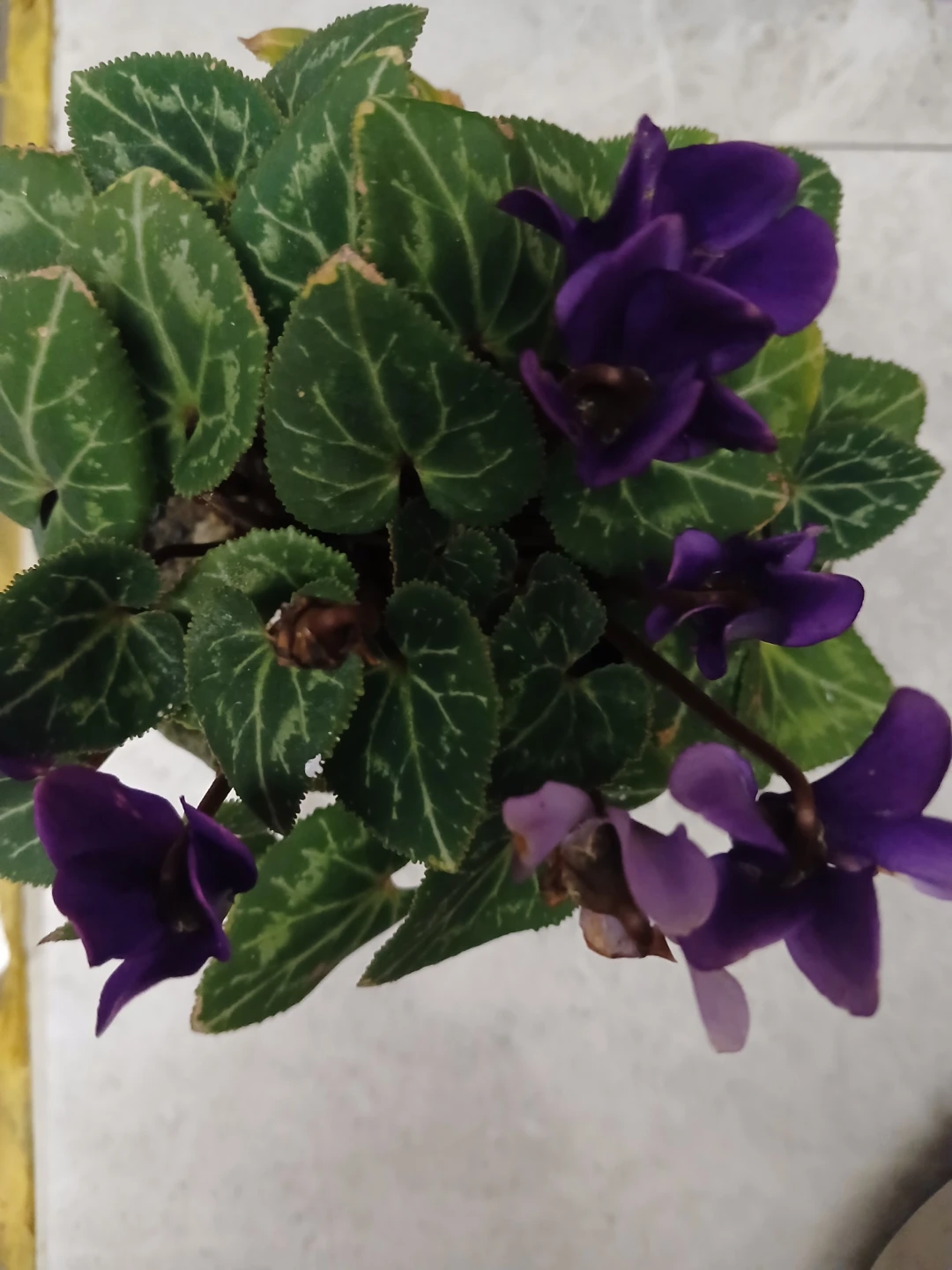 Purple Cyclamen Plant - photo 2