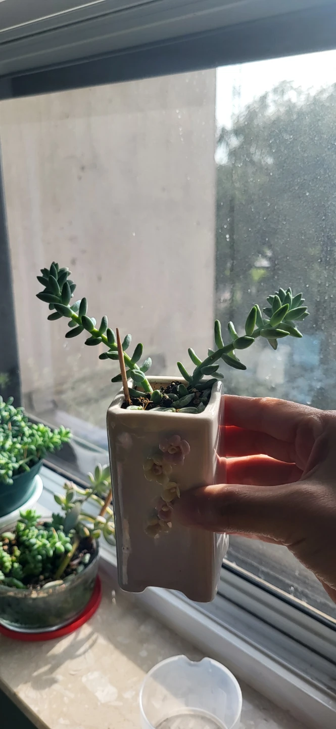 Burro's Tails in ceramic pot - photo 4