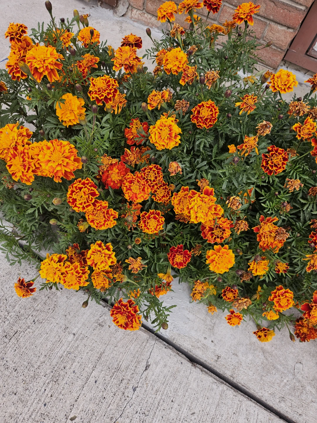 🌼 Marigold Seeds