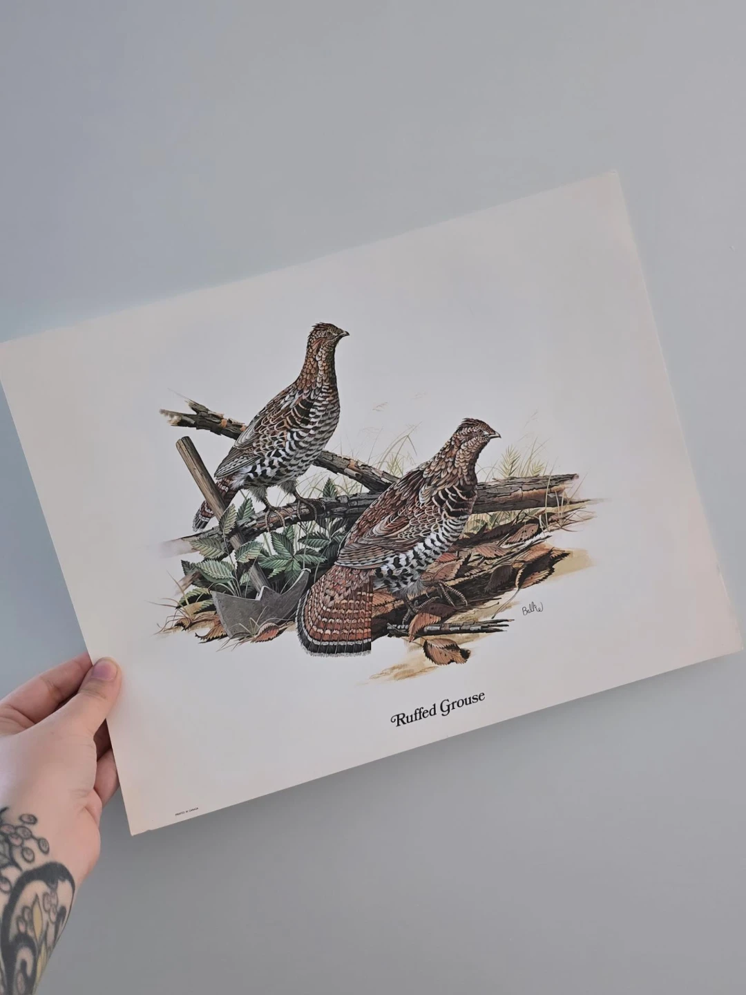 Vintage Ruffed Grouse Illustration Print