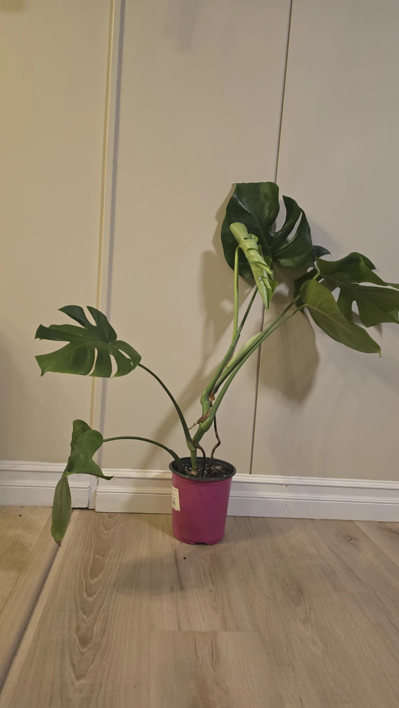 Healthy Monstera Deliciosa - Great Root System! - photo 2