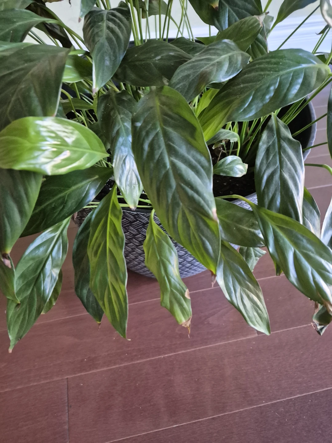 Large Peace Lily Plant with Decorative Pot - photo 2